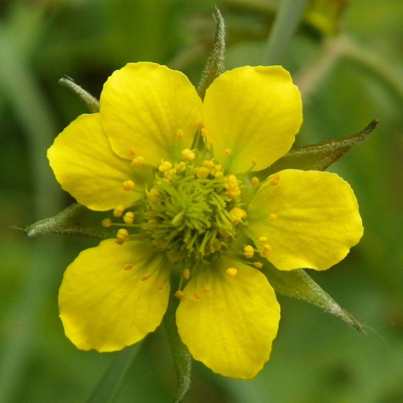 Geum urbanum (Flowering)