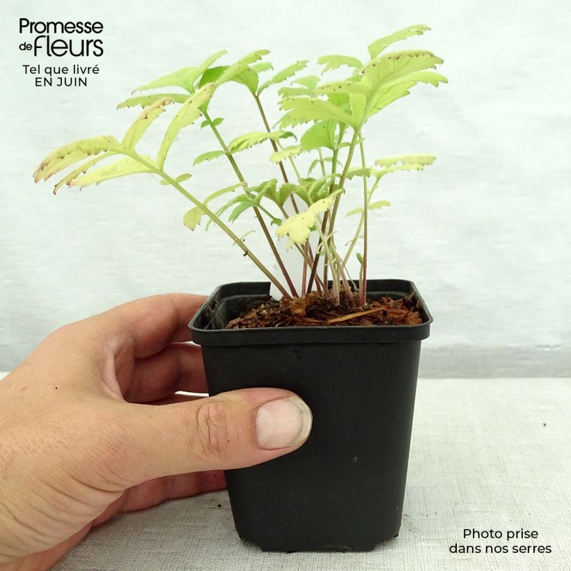Geum urbanum 8/9 cm pot sample as delivered in summer