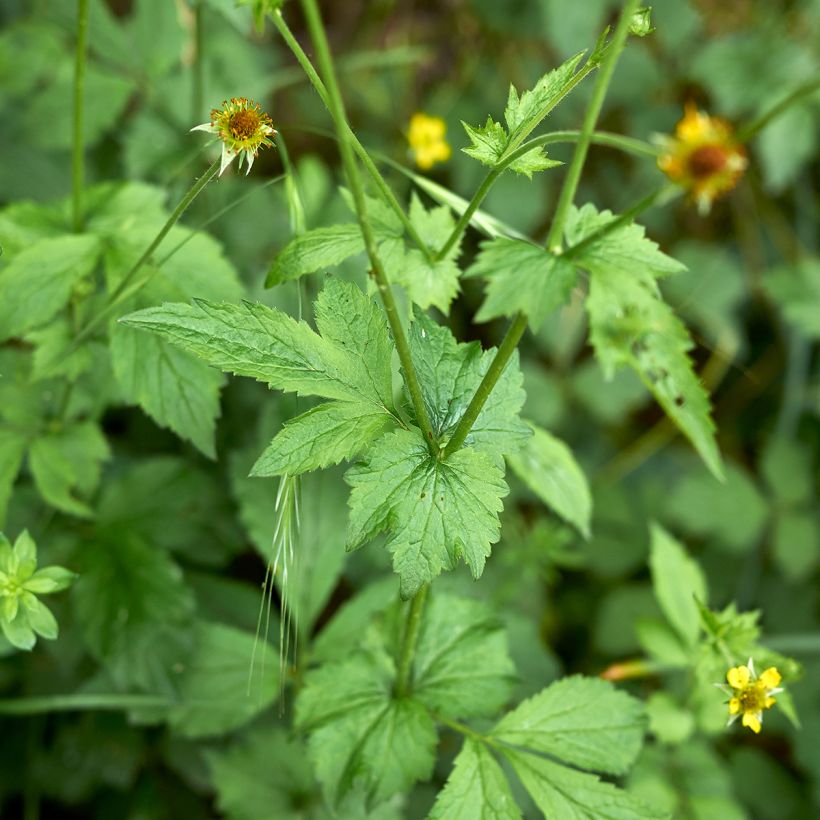 Geum urbanum (Foliage)