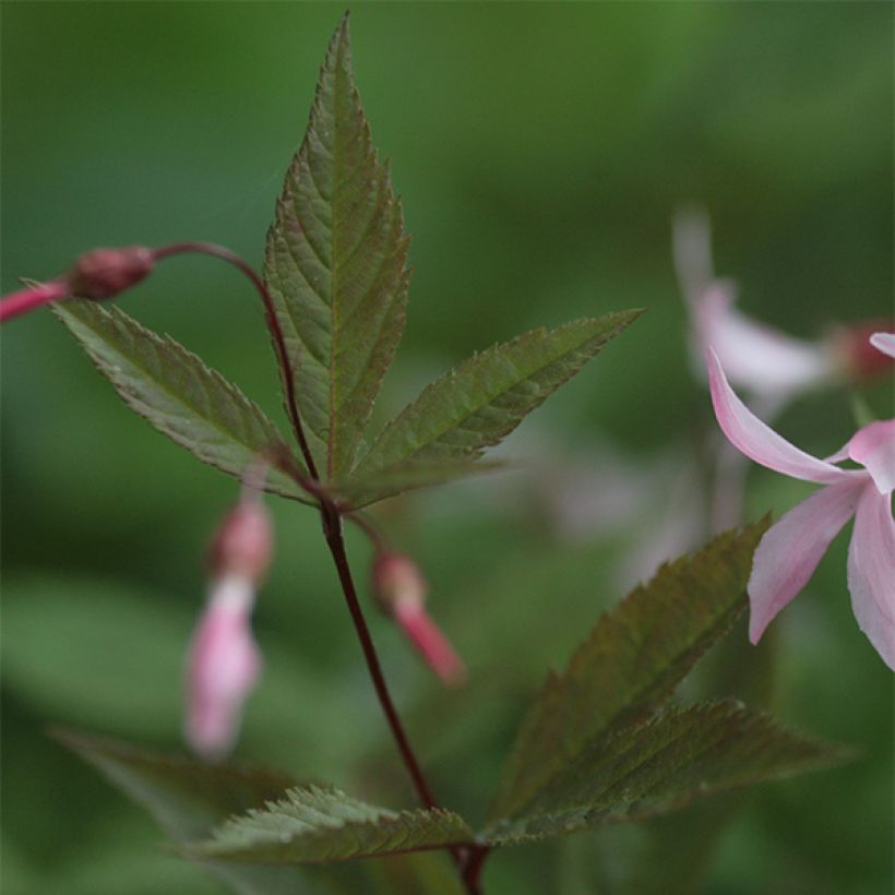 Gillenia trifoliata Pink Profusion (Foliage)