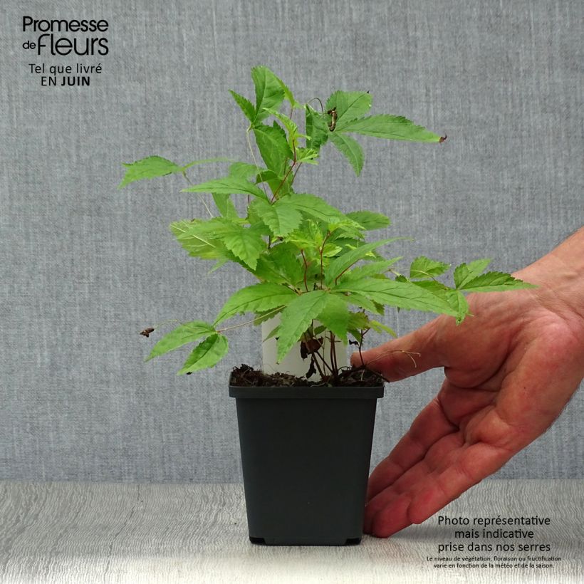 Gillenia trifoliata 8/9 cm pot sample as delivered in summer