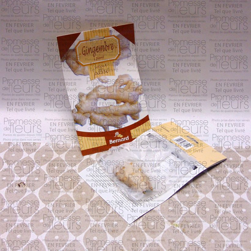 Example of Zingiber officinale Bare root specimen as delivered