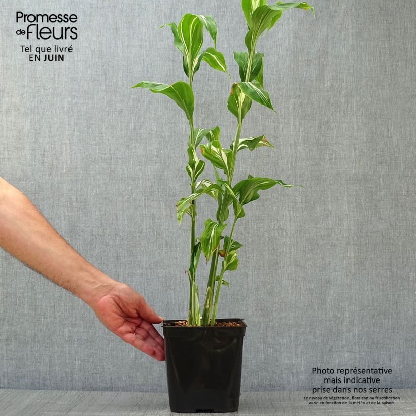 Zingiber mioga Dancing Crane 3L/4L pot sample as delivered in summer