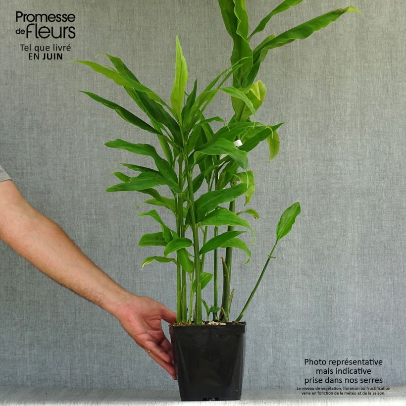 Zingiber mioga 1.5L/2L pot sample as delivered in summer
