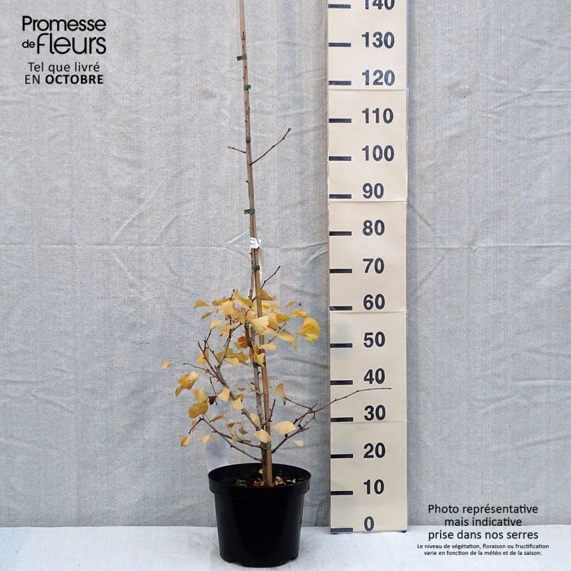 Ginkgo biloba fastigiata Blagon 7.5L/10L pot sample as delivered in autumn