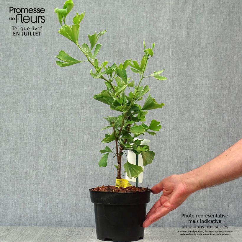 Ginkgo biloba fastigiata Blagon 1.5L/2L pot sample as delivered in summer