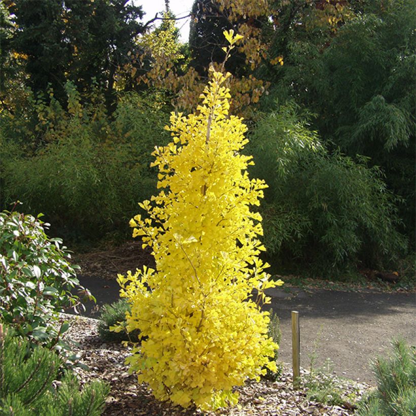 Ginkgo biloba fastigiata Blagon (Plant habit)