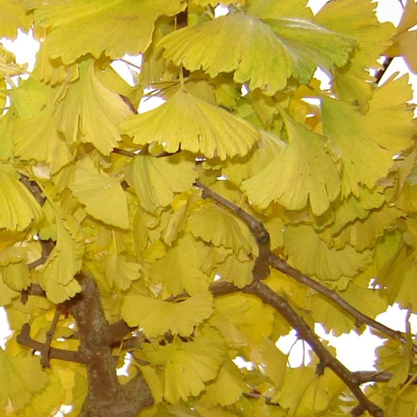 Ginkgo biloba Horizontalis (Foliage)