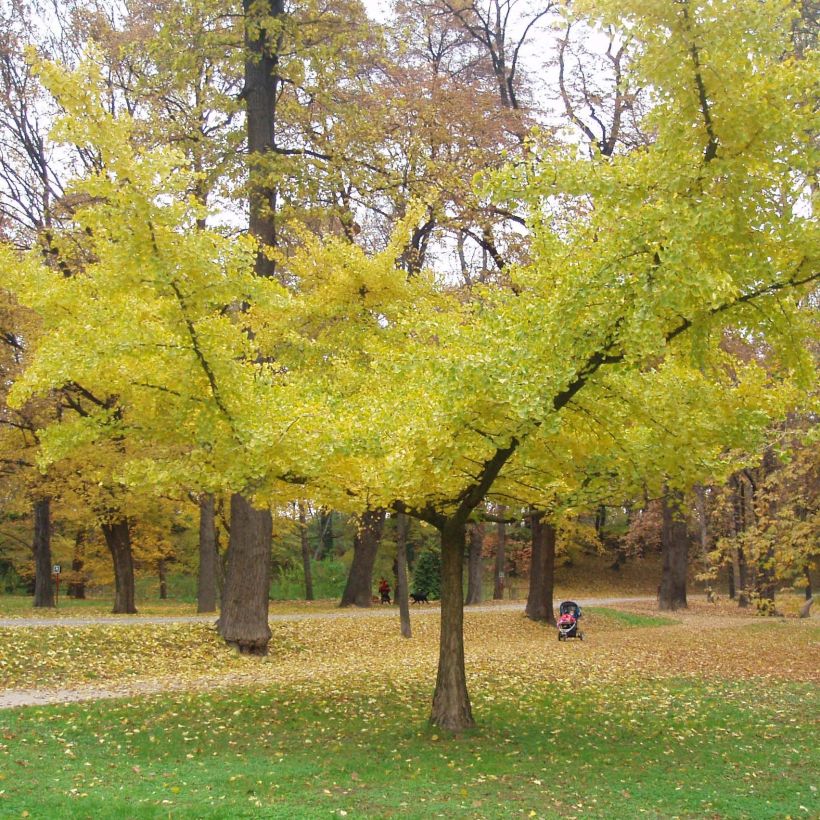 Ginkgo biloba Horizontalis (Plant habit)