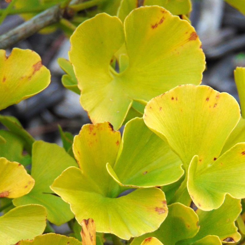 Ginkgo biloba Mariken (Foliage)