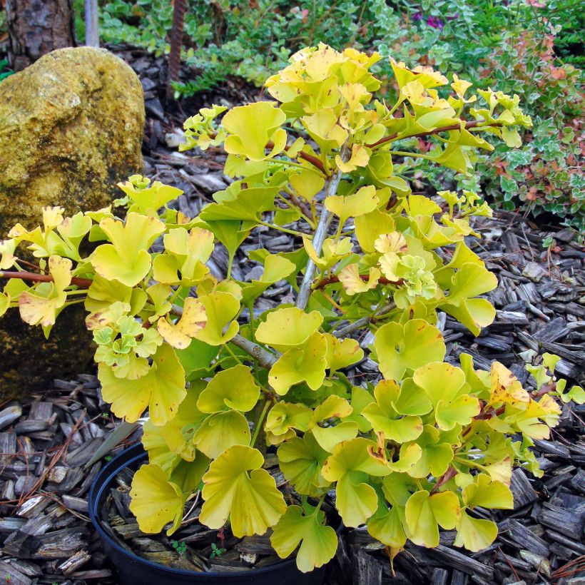 Ginkgo biloba Mariken (Plant habit)