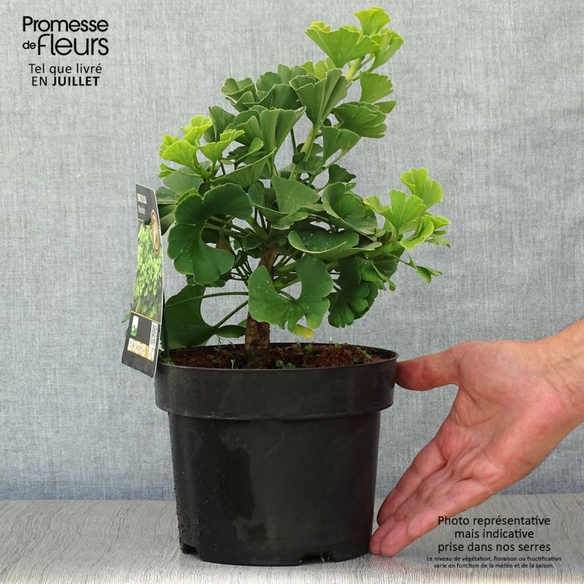 Ginkgo biloba Mariken 2L/3L pot sample as delivered in summer