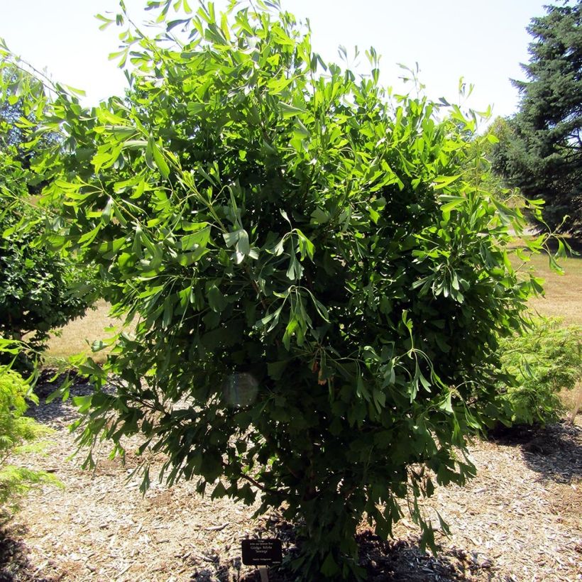 Ginkgo biloba Saratoga (Plant habit)