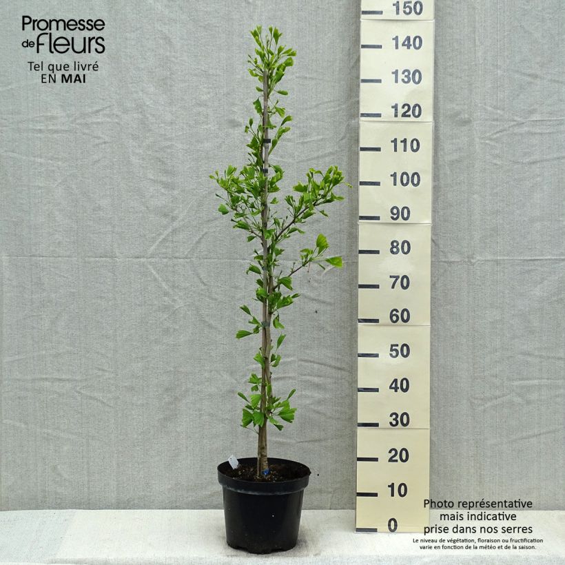 Ginkgo biloba Saratoga 7.5L/10L pot sample as delivered in spring