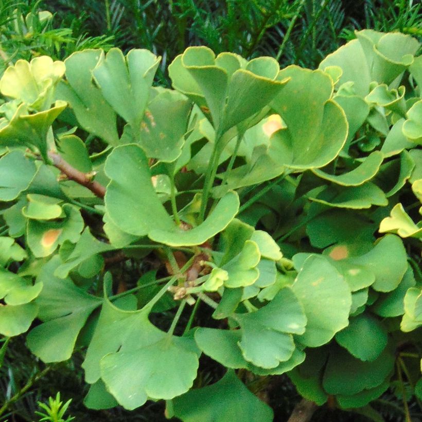 Ginkgo biloba Troll (Foliage)