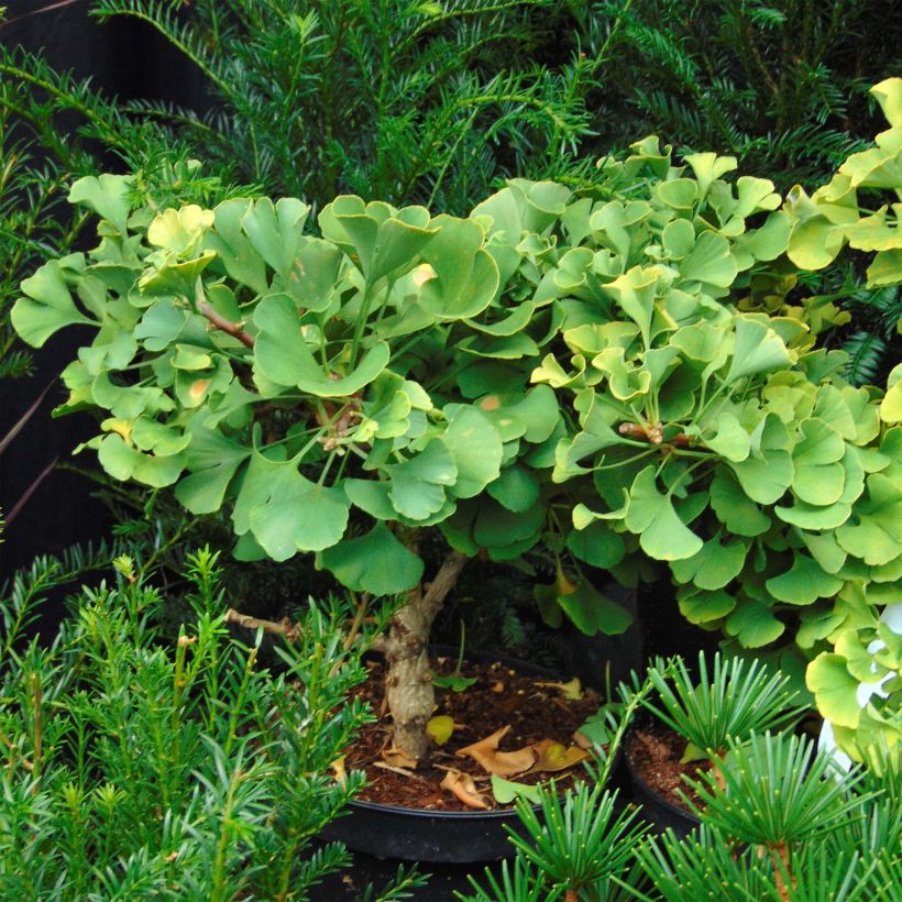 Ginkgo biloba Troll (Plant habit)