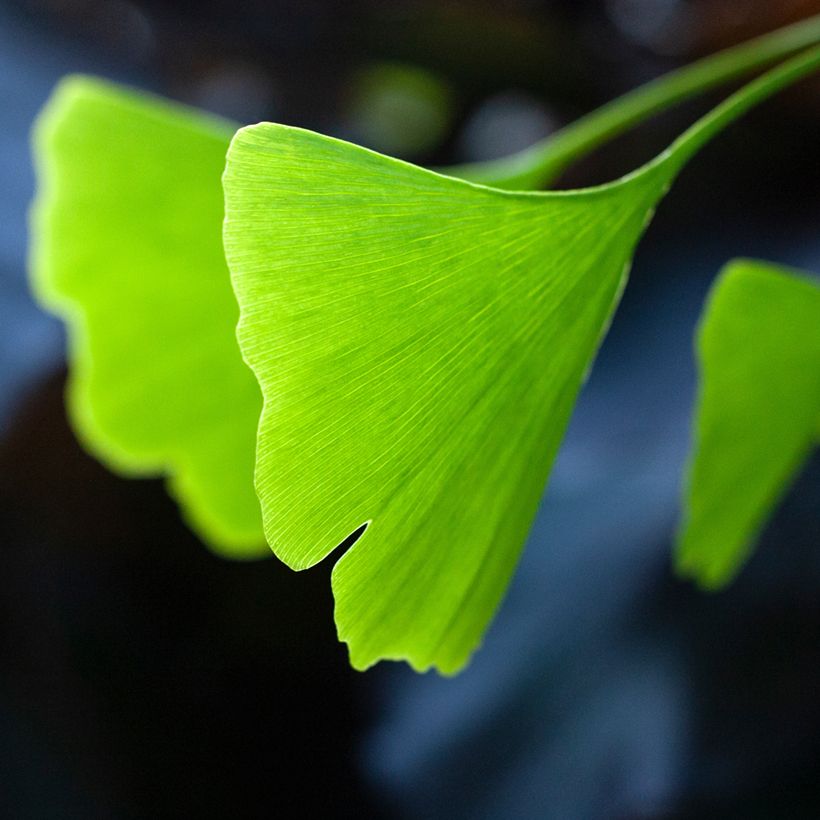 Ginkgo biloba Pendula (Foliage)