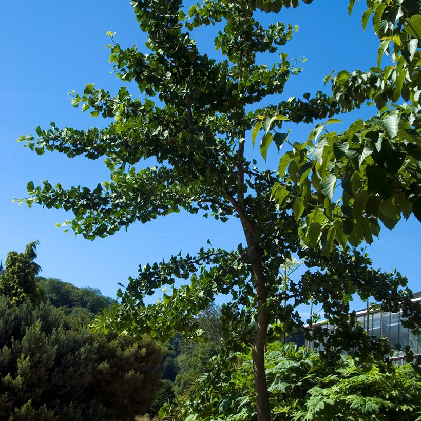 Ginkgo biloba Pendula (Plant habit)