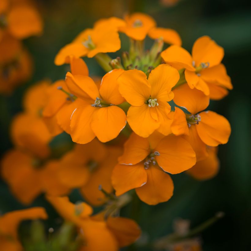 Erysimum Apricot Twist - Wallflower (Flowering)