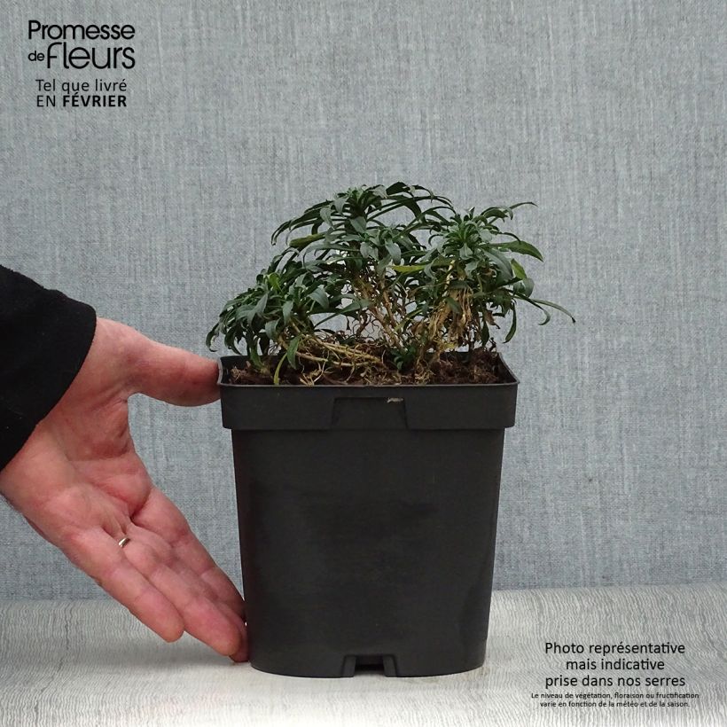Erysimum Constant Cheer - Wallflower 2L/3L pot sample as delivered in winter