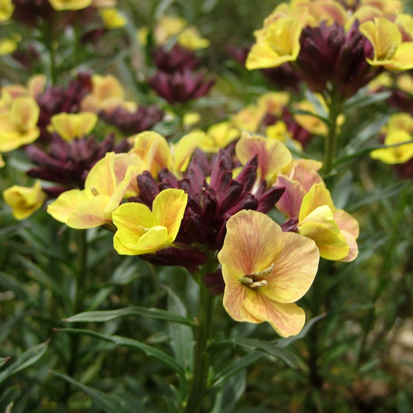 Erysimum John Codrington - Wallflower (Flowering)