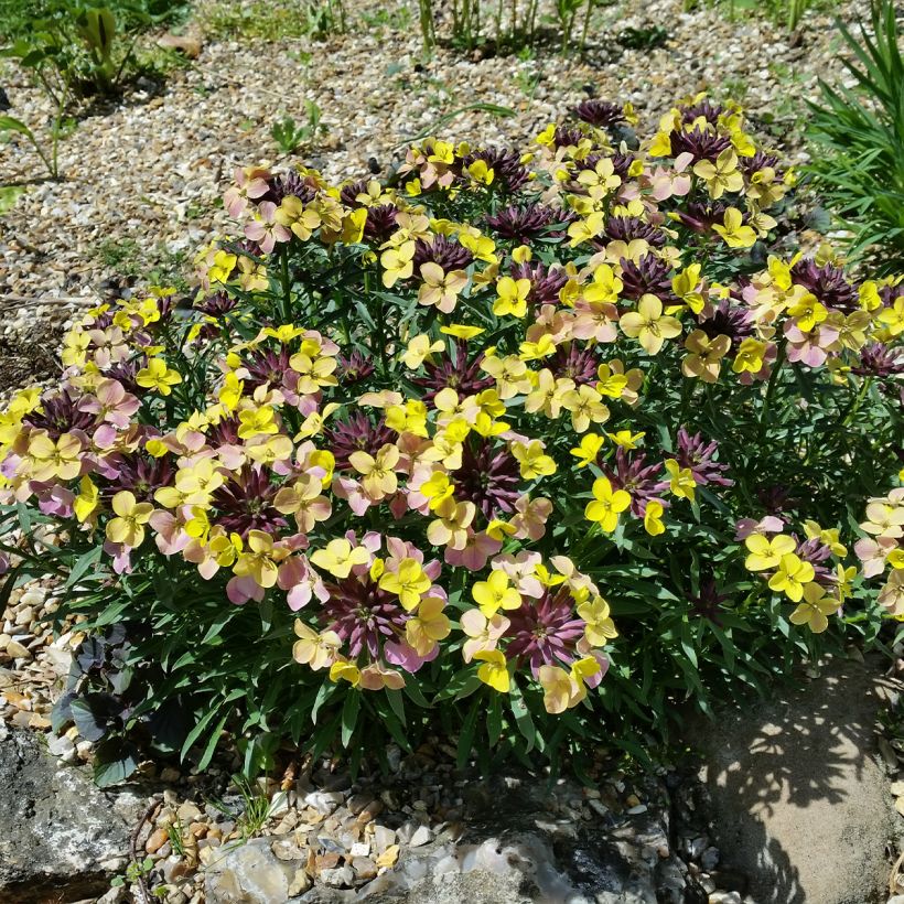 Erysimum John Codrington - Wallflower (Plant habit)