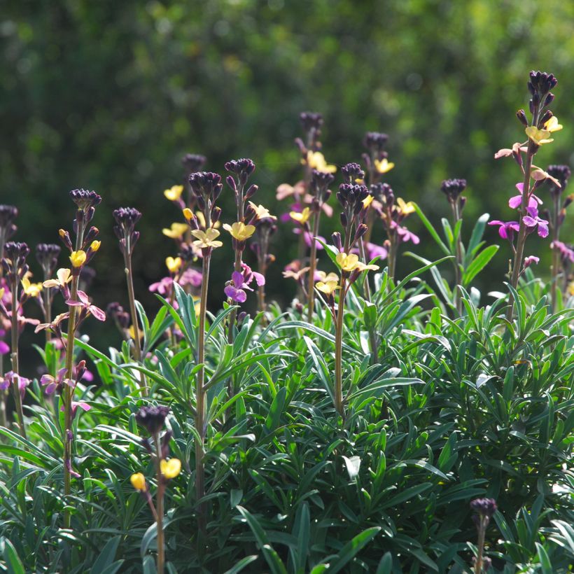 Erysimum mutabile - Wallflower (Plant habit)