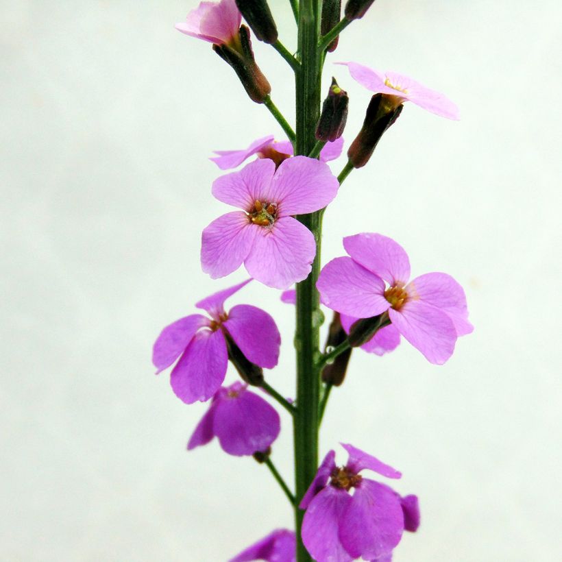 Erysimum linifolium Bowless Mauve - Wallflower (Flowering)