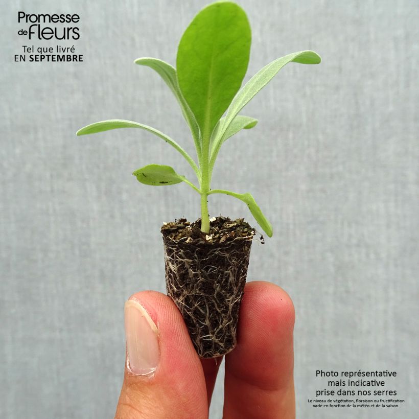 Matthiola incana Heritage Pink Plug plant 1.5/2.5 cm sample as delivered in autumn