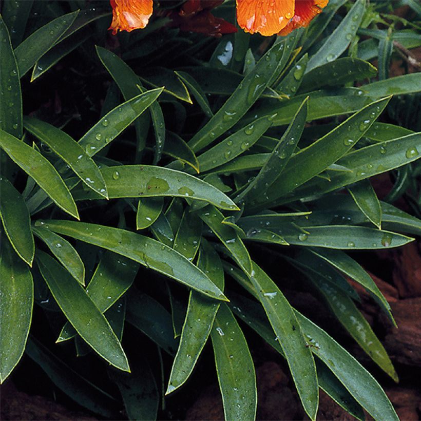 Wallflower Scarlet Bedder (Foliage)