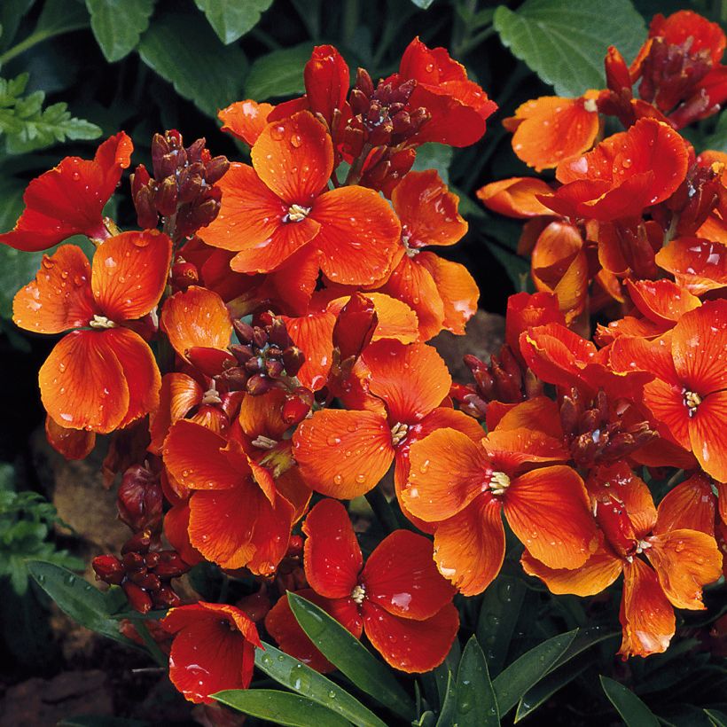 Wallflower Scarlet Bedder (Flowering)