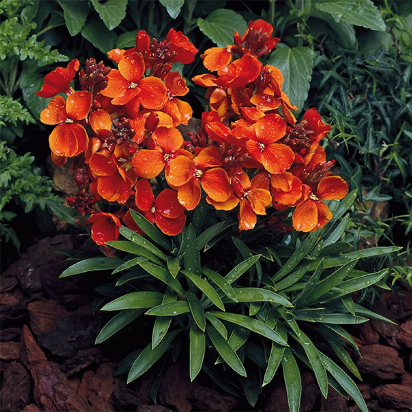 Wallflower Scarlet Bedder (Plant habit)