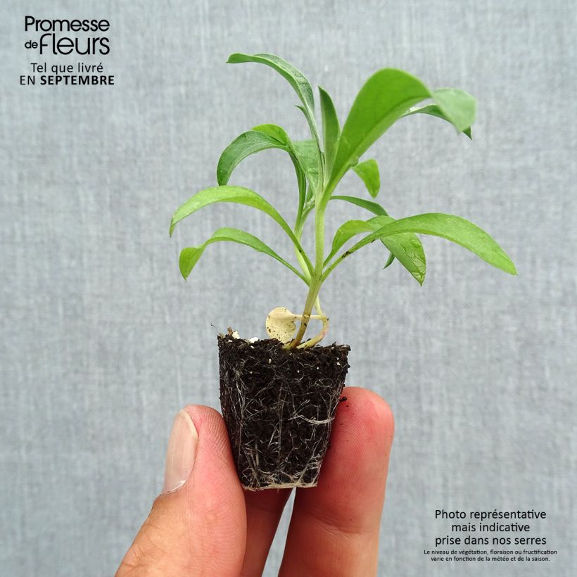Wallflower Scarlet Bedder Plug plant 3/4cm sample as delivered in autumn