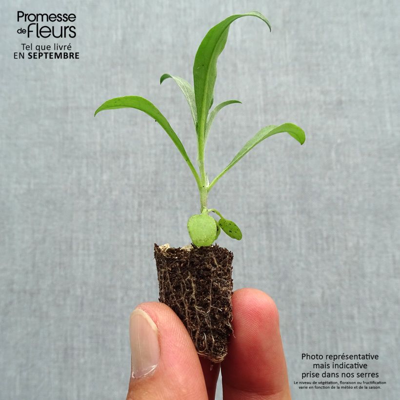 Erysimum Bedder Vulcan - Wallflower Plug plant 1.5/2.5 cm sample as delivered in autumn
