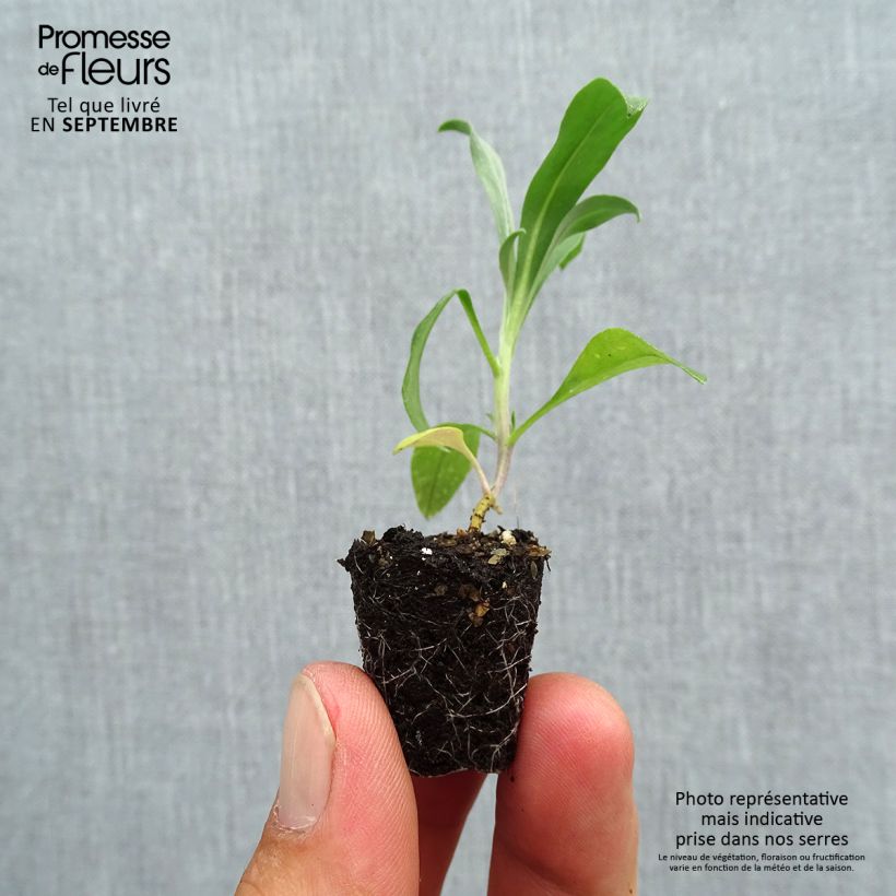 Wallflower Cloth of Gold Mini Plugs - Erysimum cheiri Plug plant 3/4cm sample as delivered in autumn