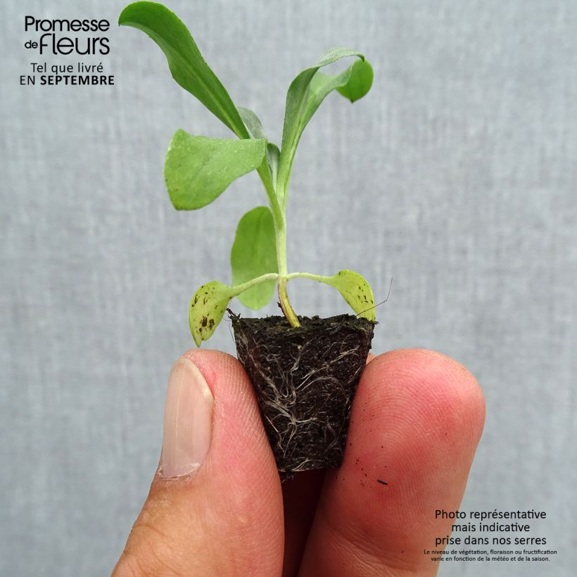 Erysimum suffruticosum Gold Cup - Wallflower Plug plant 1.5/2.5 cm sample as delivered in autumn