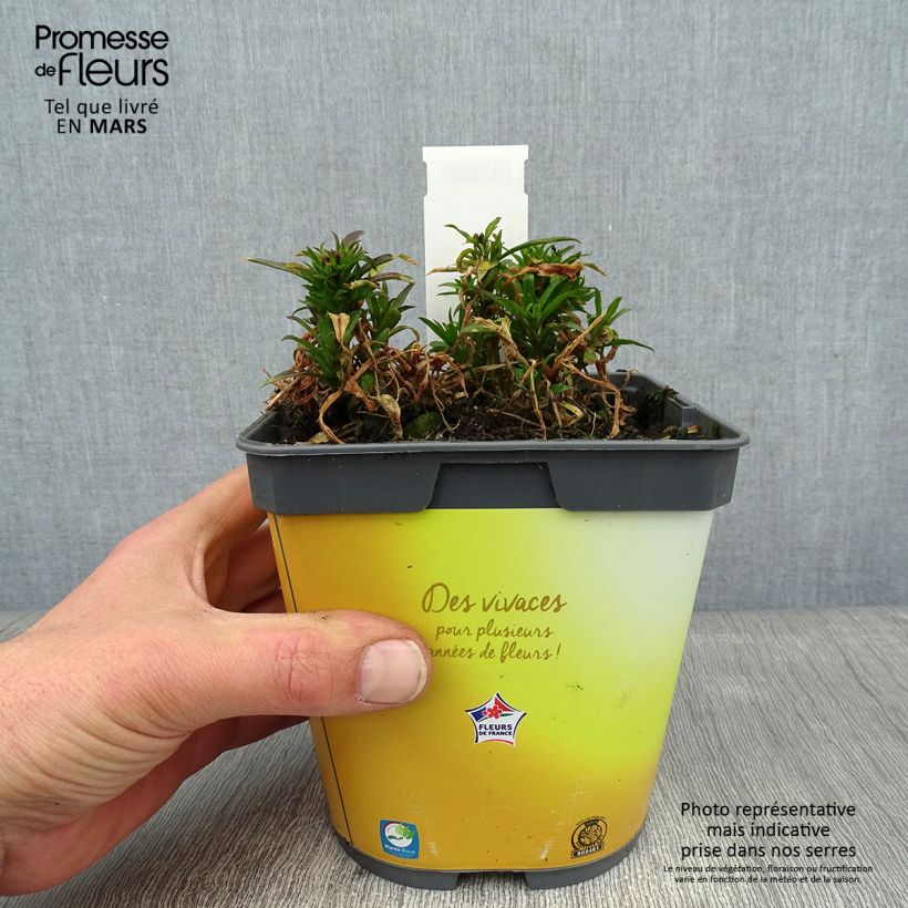Erysimum suffruticosum Gold Cup - Wallflower 2L/3L pot sample as delivered in winter