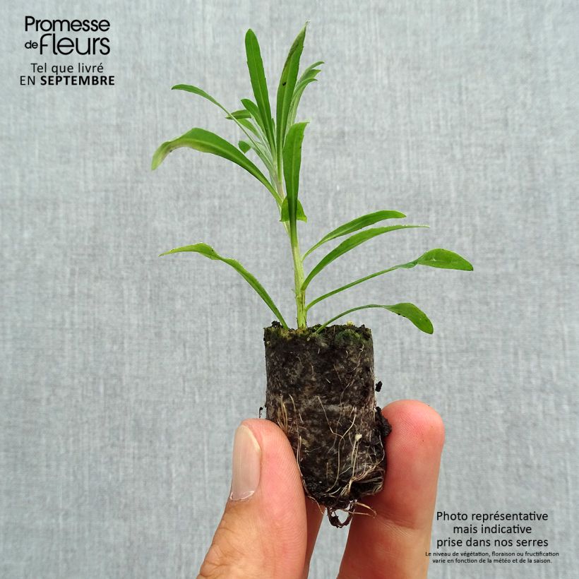 Erysimum Poem Lavender - Wallflower Plug plant 3/4cm sample as delivered in autumn