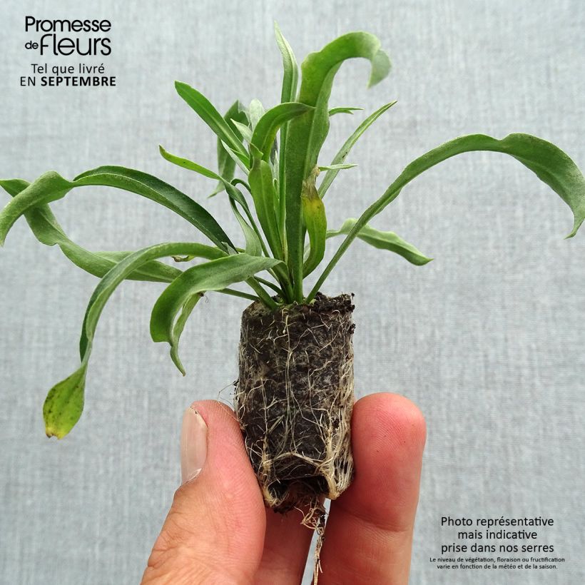 Erysimum Rysi Copper Plug Plant  - Perennial Wallflower sample as delivered in autumn