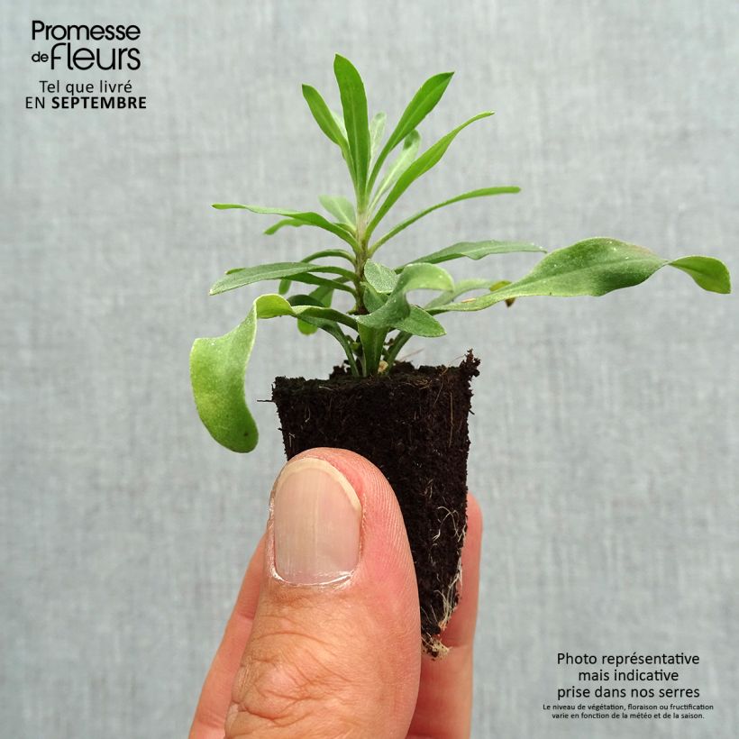 Erysimum Rysi Moon Plug Plant  - Perennial Wallflower Plug plant 3/4cm sample as delivered in autumn
