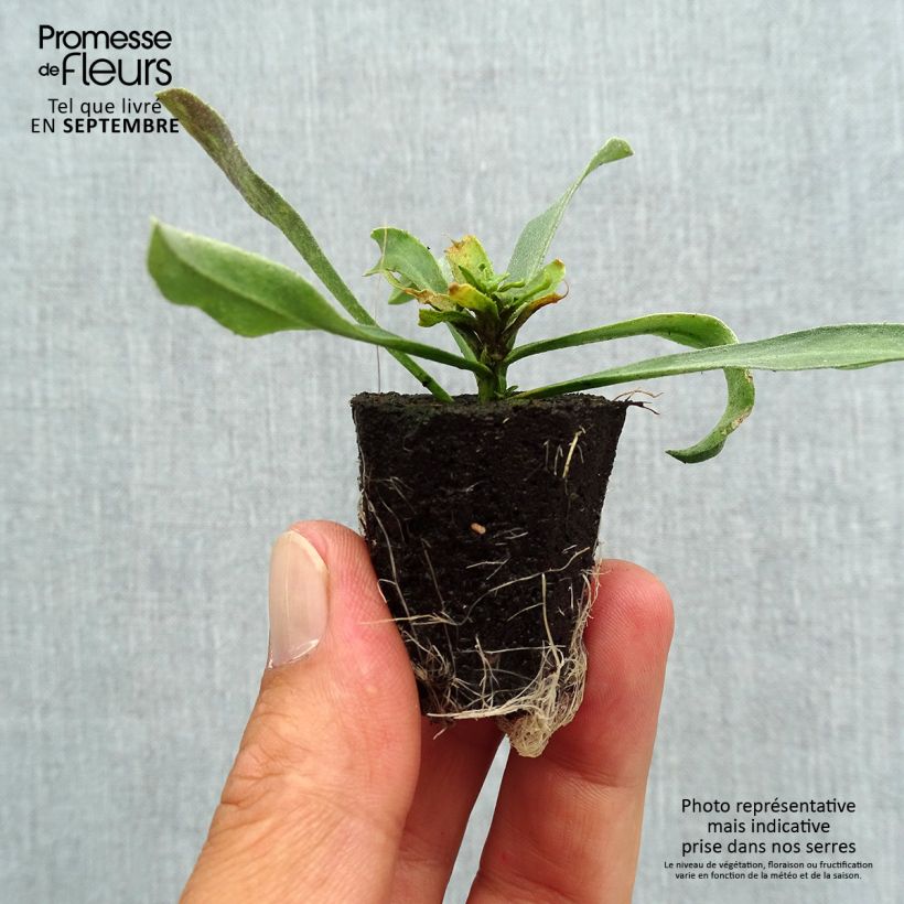 Erysimum Winter Charm - Wallflower Plug plant 3/4cm sample as delivered in autumn