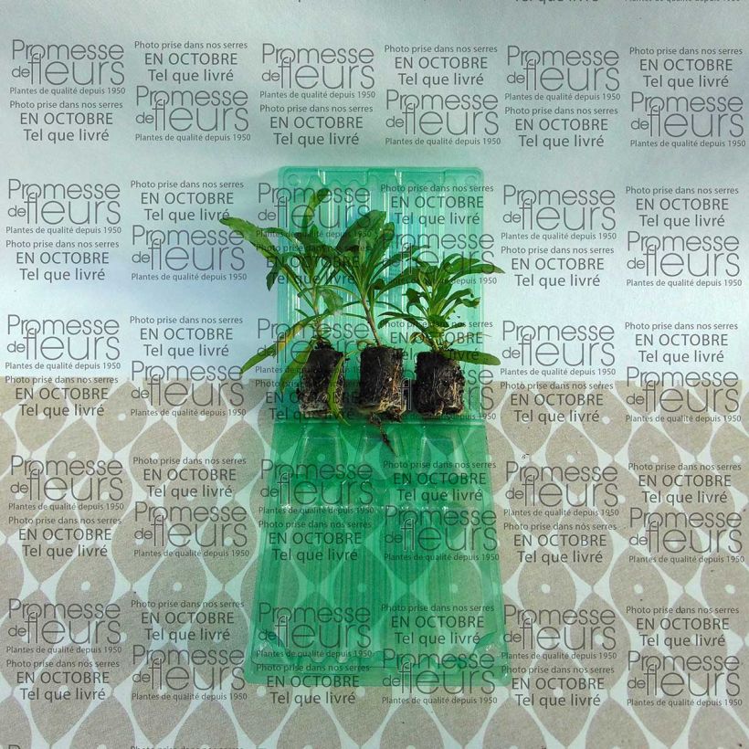 Example of Erysimum Winter Joy Plug Plant  - Perennial Wallflower specimen as delivered