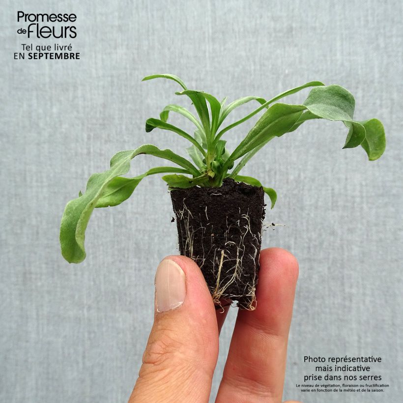 Erysimum Winter Light Plug Plant - Perennial Wallflower sample as delivered in autumn