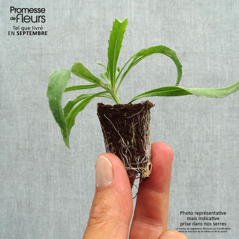 Erysimum Winter Orchid - Perennial Wallflower Plug plant 3/4cm sample as delivered in autumn