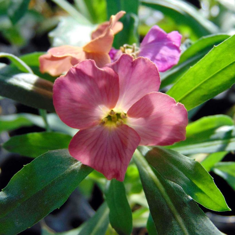 Erysimum Winter Party Plug Plant - Wallflower (Flowering)