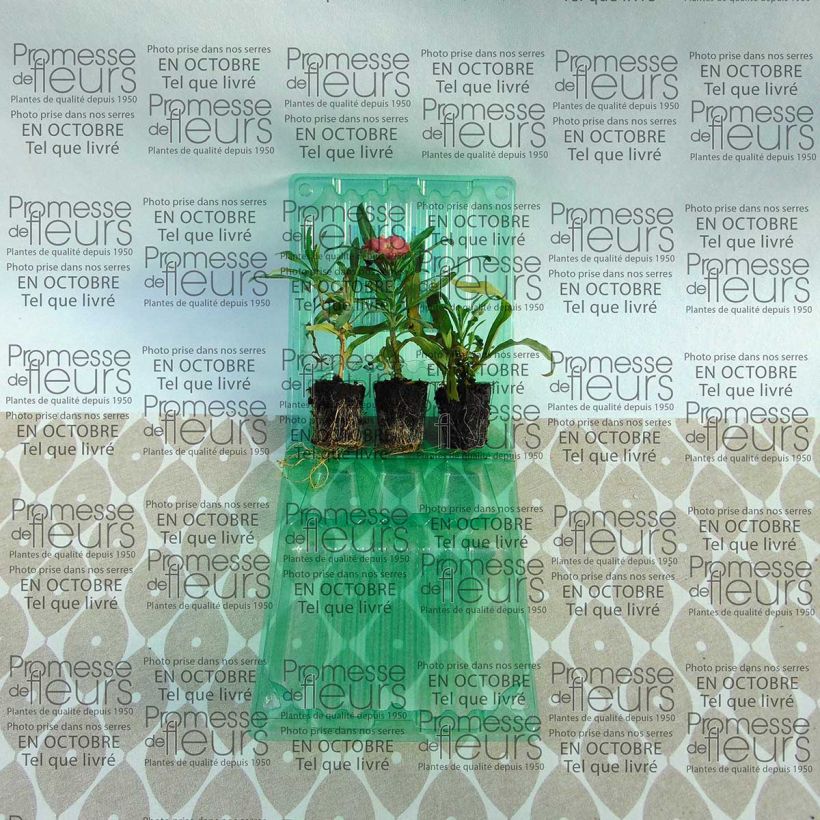 Example of Erysimum Winter Party Plug Plant - Wallflower Plug plant 3/4cm specimen as delivered