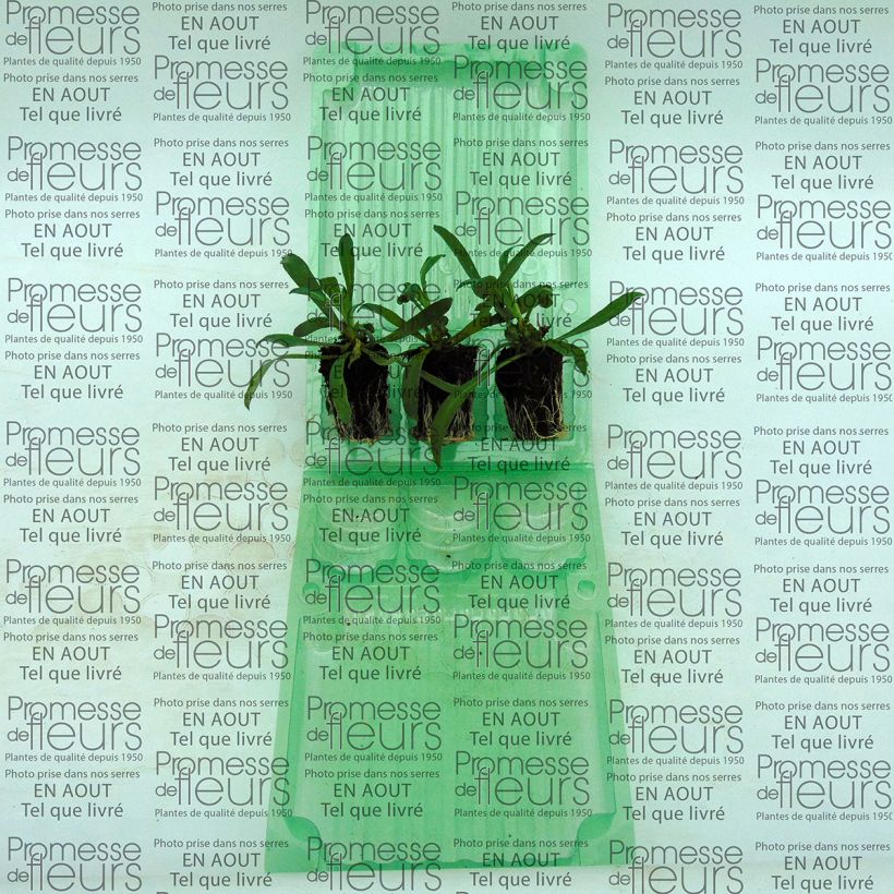 Example of Erysimum Winter Romance - Wallflower Plug plant 3/4cm specimen as delivered