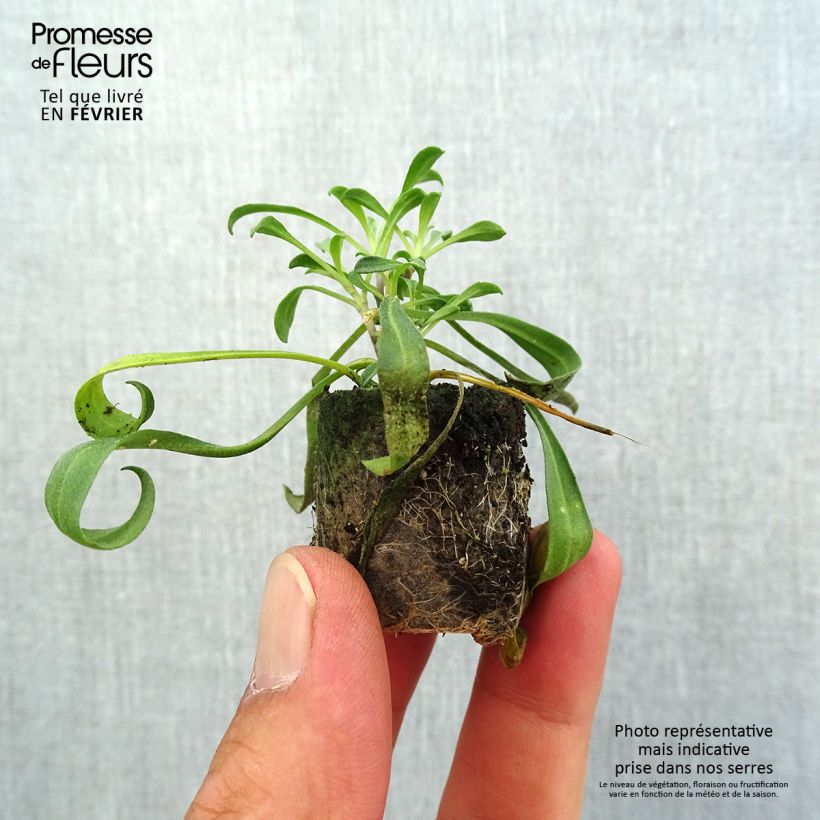 Erysimum x cheiri Artist Gogh's Gold - Wallflower Plug plant 1.5/2.5 cm sample as delivered in autumn