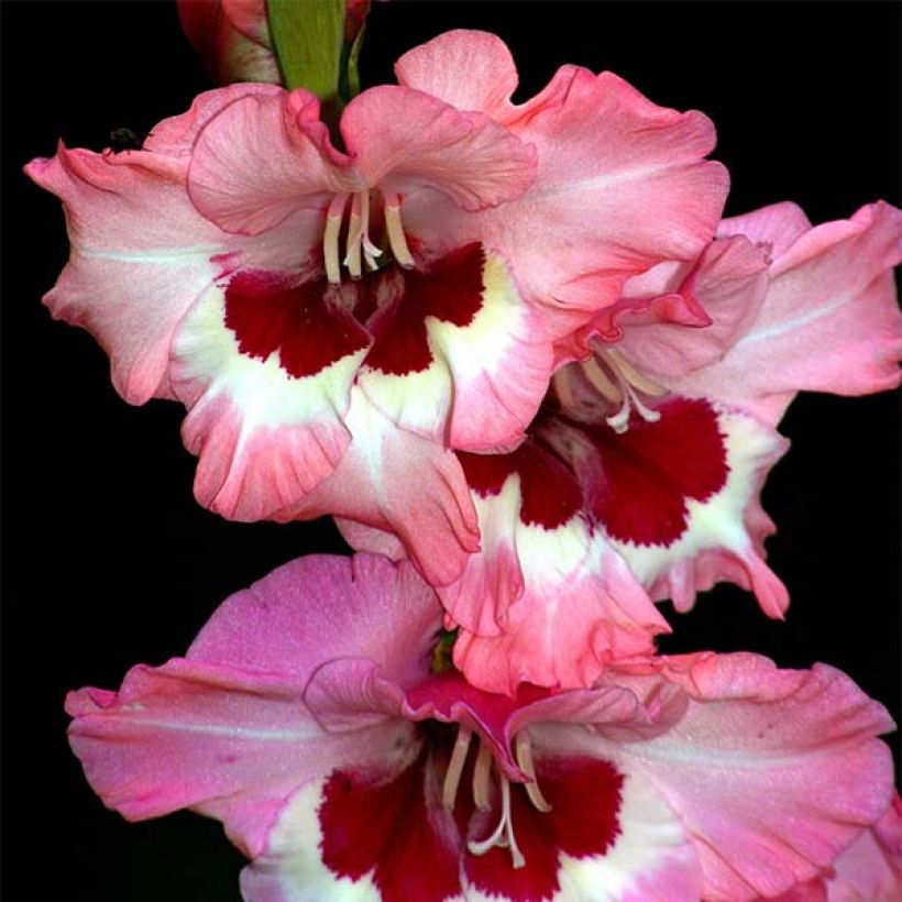 Gladiolus Wine and Roses - Sword Lily (Flowering)