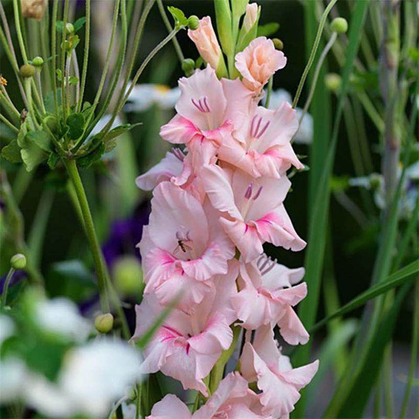 Gladiolus Adrenaline - Sword Lily (Flowering)